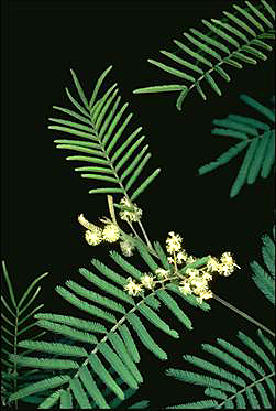 APII jpeg image of Acacia parvipinnula  © contact APII