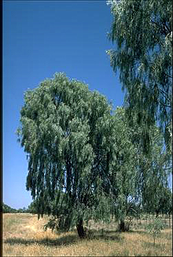 Photo of Acacia pendula