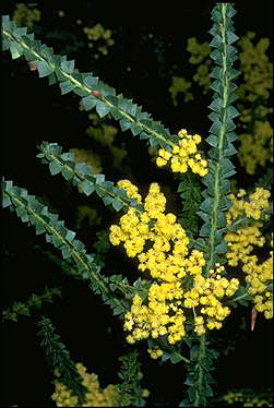 Photo of Acacia pravissima