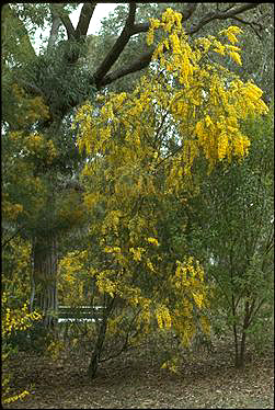 Photo of Acacia pravissima