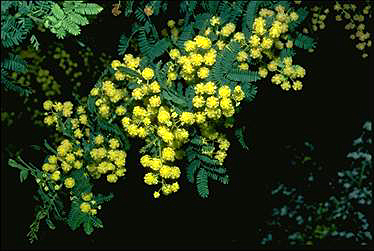 APII jpeg image of Acacia pubescens  © contact APII