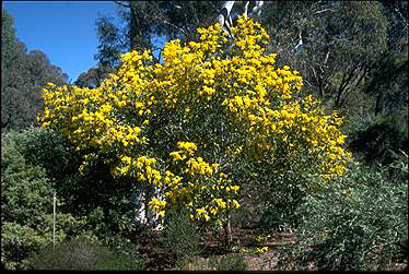 APII jpeg image of Acacia pycnantha  © contact APII