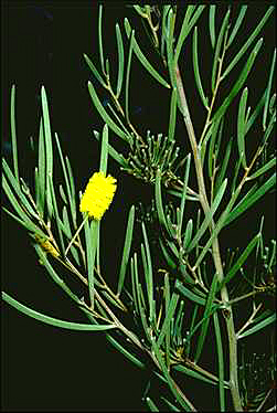 APII jpeg image of Acacia rhodophloia  © contact APII