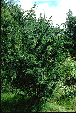 Photo of Acacia riceana