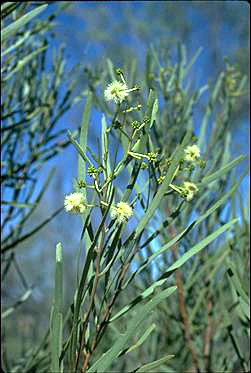 Photo of Acacia salicina