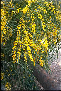 Photo of Acacia saligna