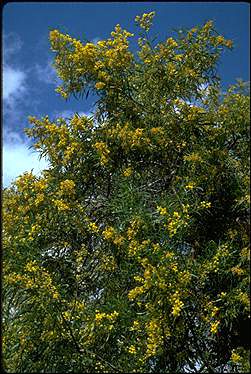 Photo of Acacia saligna