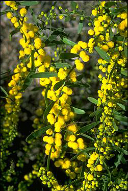 Photo of Acacia sclerophylla