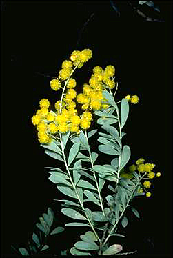 Photo of Acacia semilunata