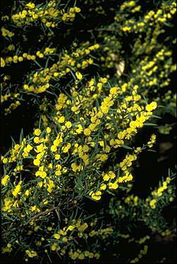 Photo of Acacia siculiformis