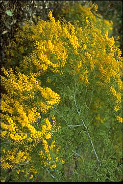 Photo of Acacia spectabilis