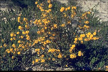 APII jpeg image of Acacia stenoptera  © contact APII