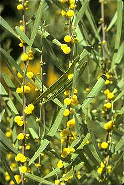 Photo of Acacia stricta