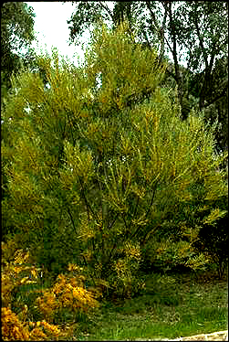 Photo of Acacia stricta