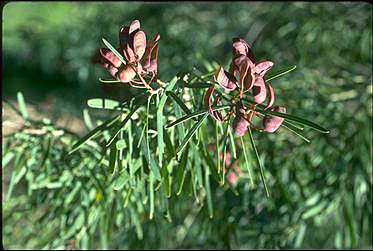 APII jpeg image of Acacia subcaerulea  © contact APII