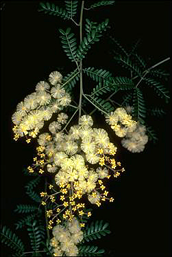 Photo of Acacia terminalis