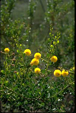 Photo of Acacia translucens