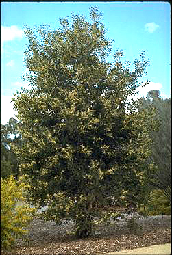 APII jpeg image of Acacia trineura  © contact APII