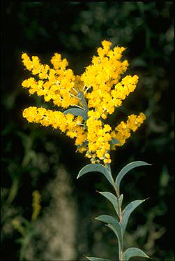 Photo of Acacia triptera
