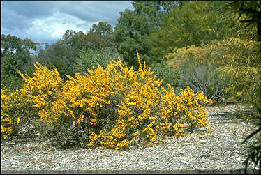 Photo of Acacia triptera