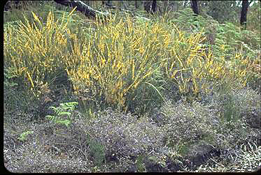 Photo of Acacia truncata