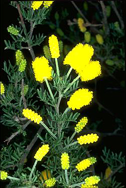 APII jpeg image of Acacia varia var. affinis  © contact APII