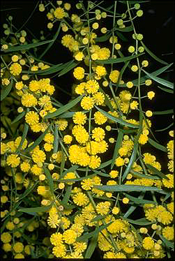 Photo of Acacia verniciflua