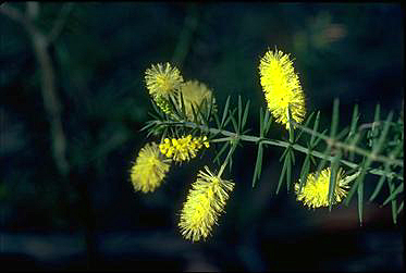 Photo of Acacia verticillata