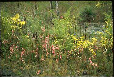 Photo of Acacia verticillata