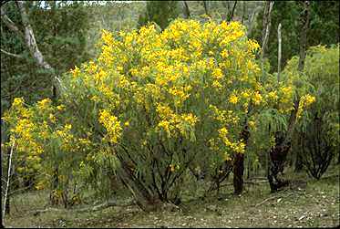 Photo of Acacia vestita