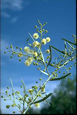 APII jpeg image of Acacia victoriae  © contact APII