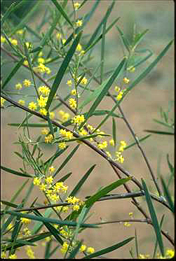 APII jpeg image of Acacia williamsonii  © contact APII