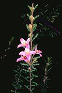 A List of Threatened Australian Plants