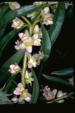 APII jpeg image of Eremophila vicida  © contact APII