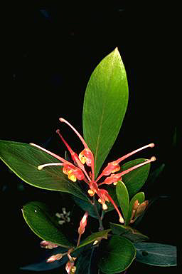 APII jpeg image of Grevillea glossadenia  © contact APII