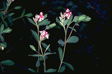 APII jpeg image of Pimelea spicata  © contact APII