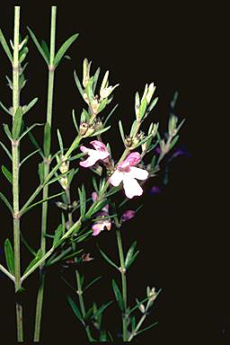 APII jpeg image of Westringia crassifolia  © contact APII