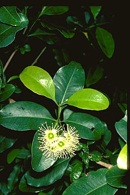 APII jpeg image of Xanthostemon oppositifolius  © contact APII