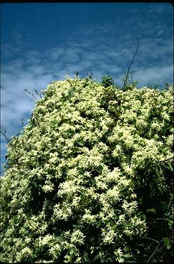 APII jpeg image of Clematis aristata  © contact APII