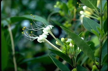 APII jpeg image of Clerodendrum inerme  © contact APII