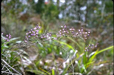 APII jpeg image of Comesperma volubile  © contact APII