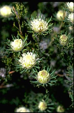 APII jpeg image of Banksia carlinoides  © contact APII