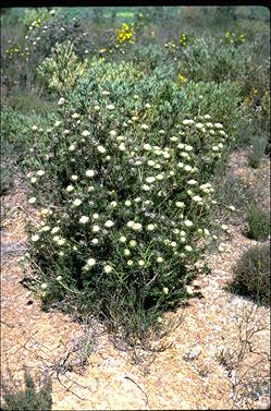 APII jpeg image of Banksia carlinoides  © contact APII