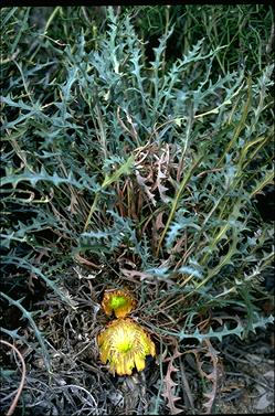 APII jpeg image of Banksia rufa  © contact APII