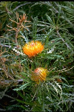 APII jpeg image of Banksia nobilis  © contact APII