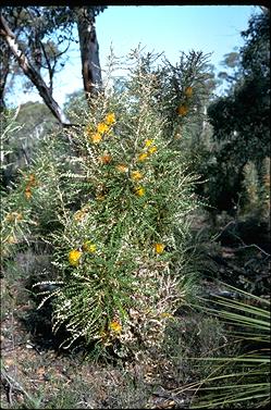 APII jpeg image of Banksia nobilis subsp. nobilis  © contact APII