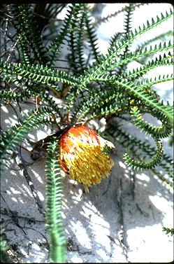 APII jpeg image of Banksia obtusa  © contact APII