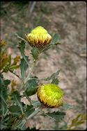 Dryandra quercifolia - click for larger image