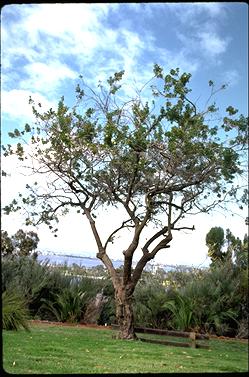 APII jpeg image of Banksia sessilis  © contact APII