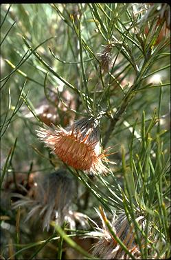 APII jpeg image of Banksia splendida subsp. splendida  © contact APII